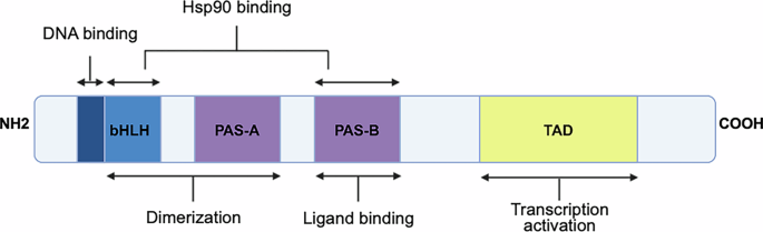 Fig. 3: Structural domains of the aryl hydrocarbon receptor (AhR).