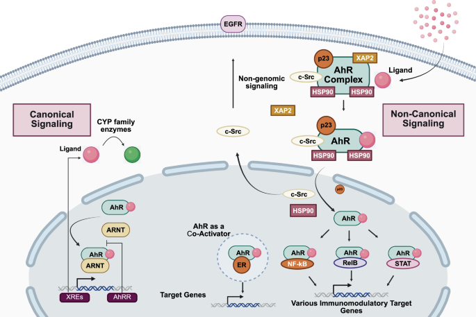 Fig. 5: Canonical, non-canonical, and non-genomic signaling pathways of AhR.