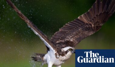 Country diary: A passing osprey needs to eat – but the local terns won’t let it | Birds
