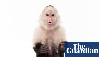Planet of the apes: the ‘bizarre’ and tortured history of monkeys and humans | Life and style