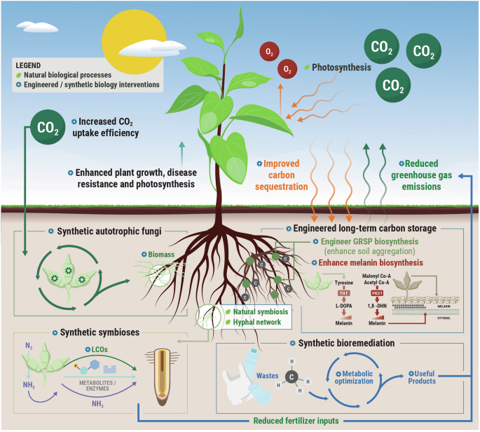 In the synthetic biology era, engineered fungi could mitigate carbon dioxide emissions and enhance environmental resilience
