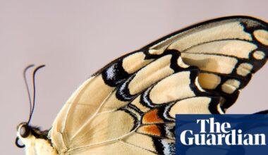 Beautiful butterflies get more attention from the public – and from scientists | Butterflies