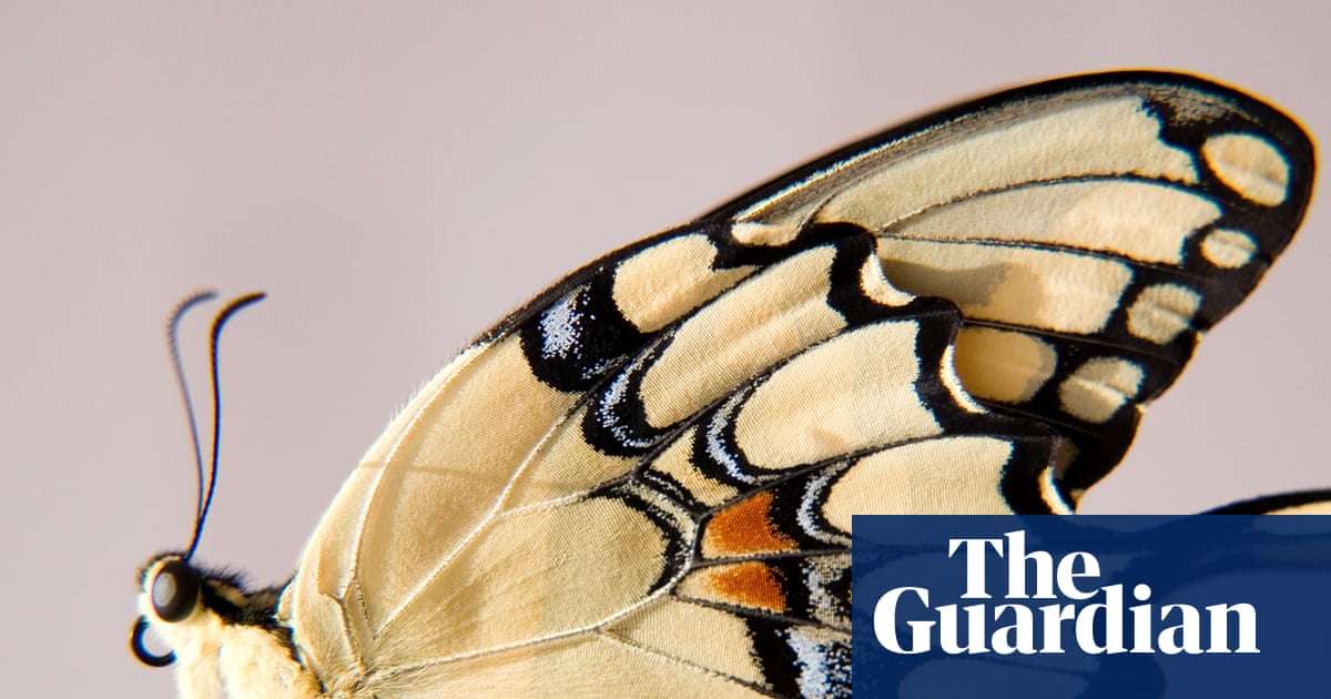 Beautiful butterflies get more attention from the public – and from scientists | Butterflies