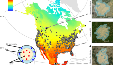 Cities alter the latitudinal diversity gradient of birds in North America
