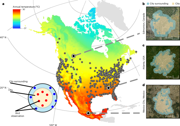 Cities alter the latitudinal diversity gradient of birds in North America