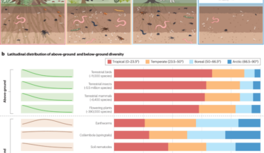 Causes and consequences of the global decoupling of above- and below-ground biodiversity