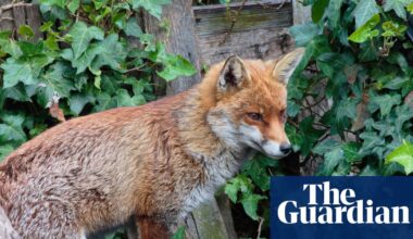 Tell us: have foxes caused friction among neighbours where you live? | Animals
