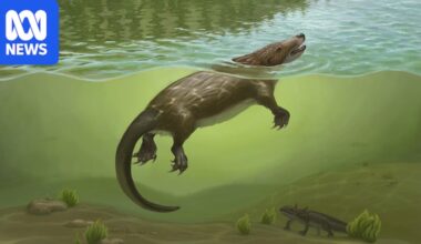 'Platypus-like' fossil in China is oldest-known semiaquatic mammal-like animal