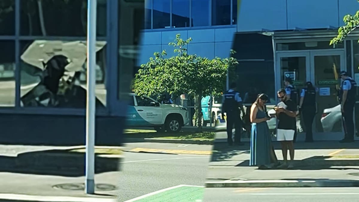 Shear madness: Sheep smashes window, ‘runs amok’ in Christchurch building ‘ram’ raid