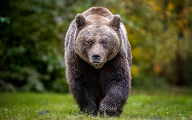 Georgio, one of the rescue bears at Gnadenhof für Bären