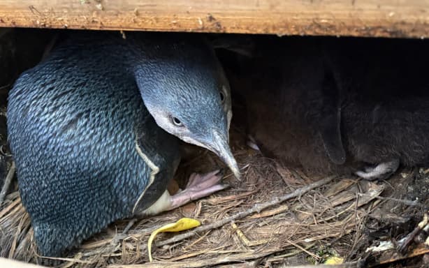 An adult little penguin protects its chicks.