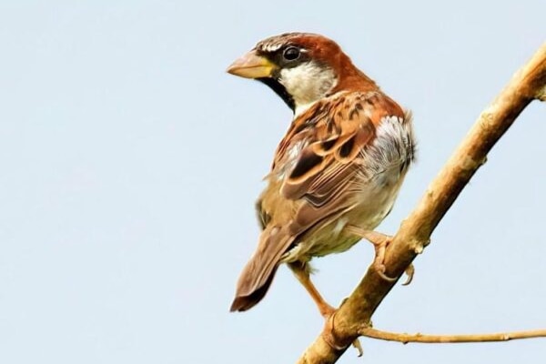 A small yellow, orange and white bird sitting on a branch.