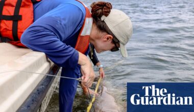 ‘Like selling wolves from Yellowstone’: how protected US sharks are being sold off to foreign aquariums | Oceans