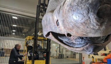 Basking shark head