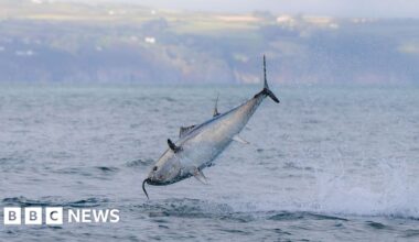 UK bluefin tuna comeback shows nature can recover, says WWF - BBC