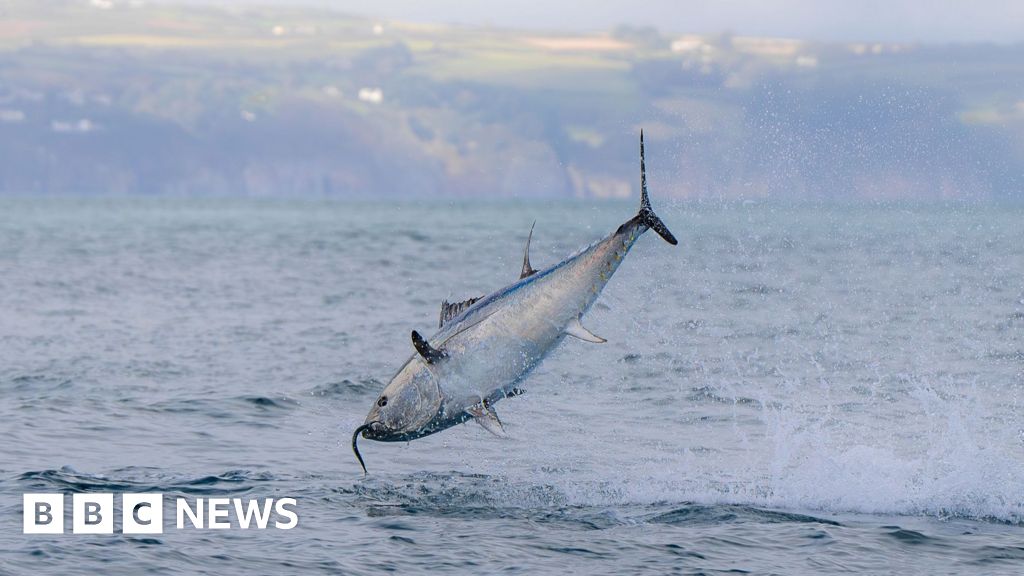 UK bluefin tuna comeback shows nature can recover, says WWF - BBC