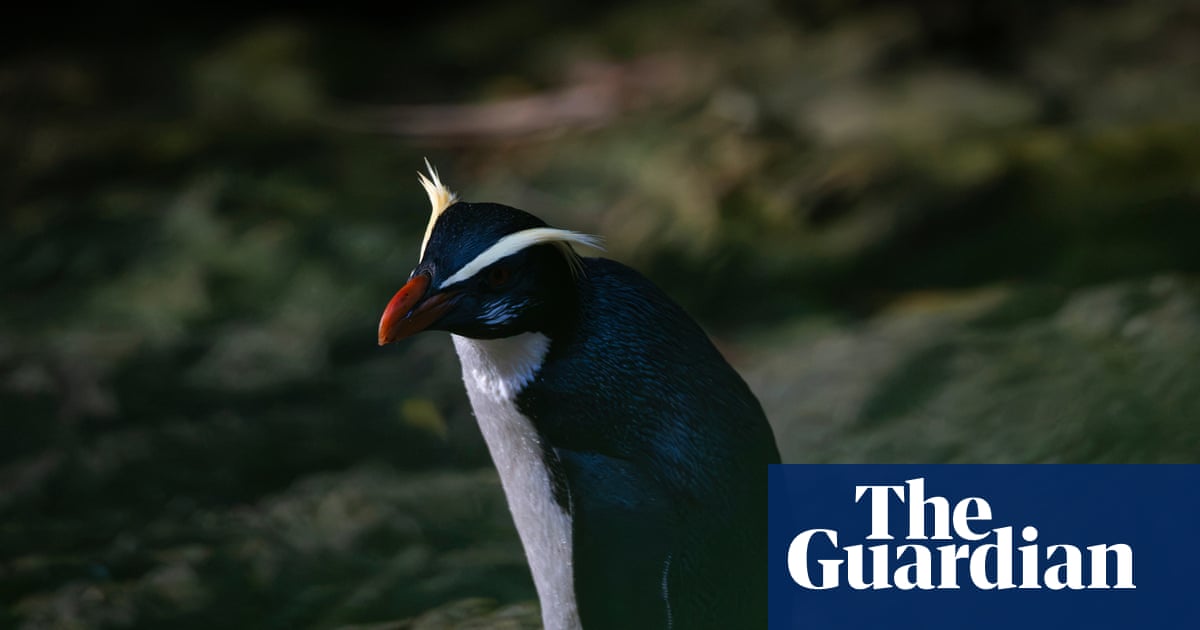 Uncovering the secrets of New Zealand’s elusive ‘jungle penguins’ | New Zealand