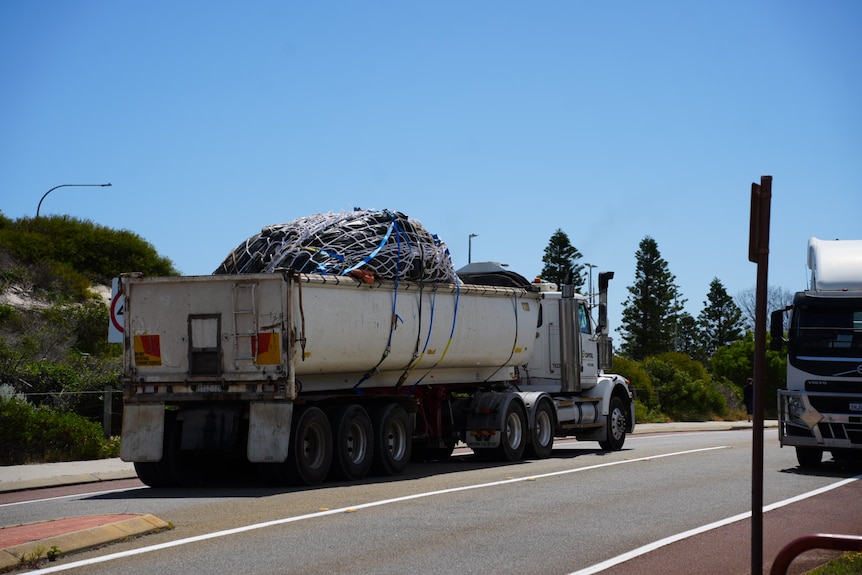 A whale carcass has been placed on the back of a truck.