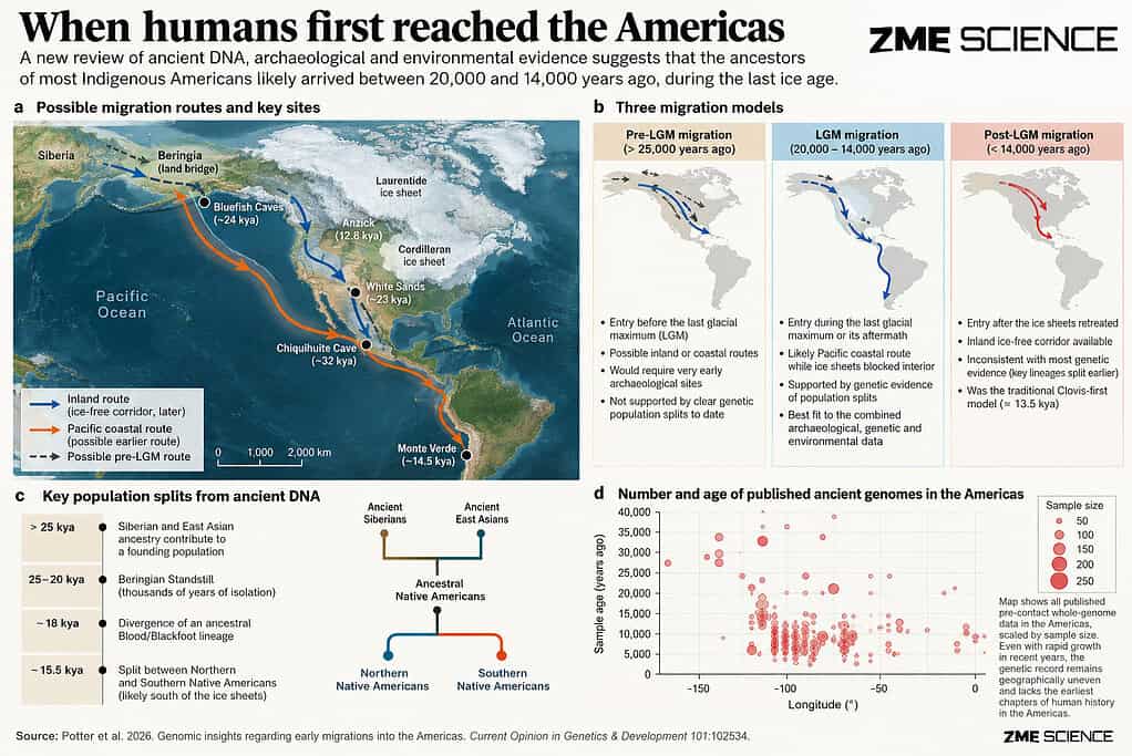 Inforgraphic showing the path humans took to get to the americas
