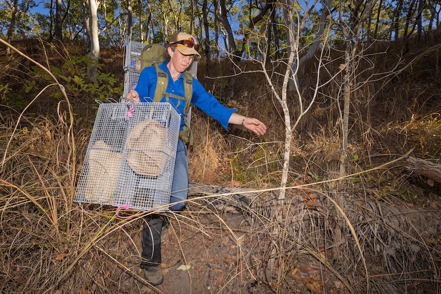 A woman in blue shirt carries large wire animal traps.