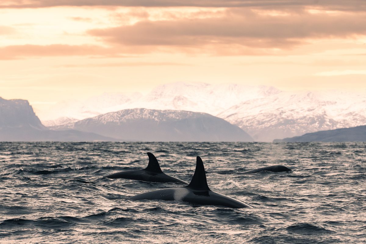 Killer whale in Norway