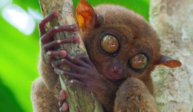 Tarsier portrait in a forest at Bohol Island - Philippines.