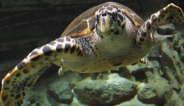 Napier City Council reviews Terry the turtle’s death after autopsy finds he died of internal bleeding