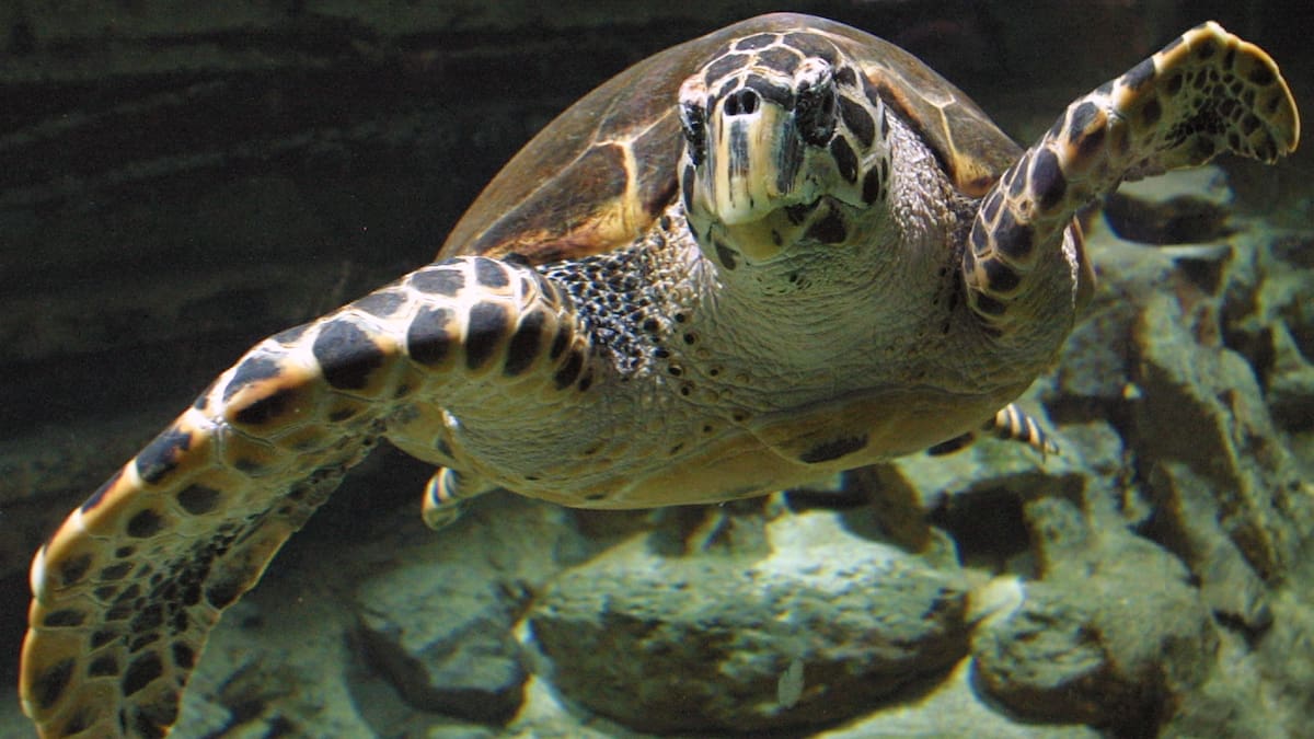 Napier City Council reviews Terry the turtle’s death after autopsy finds he died of internal bleeding