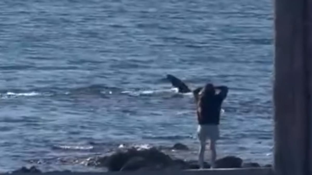 Orca delights onlookers as it swims directly outside Plimmerton’s The Jetty bistro near Porirua