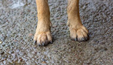 Melissa Tuapawa sentenced in Wellington over dog attack on young girl