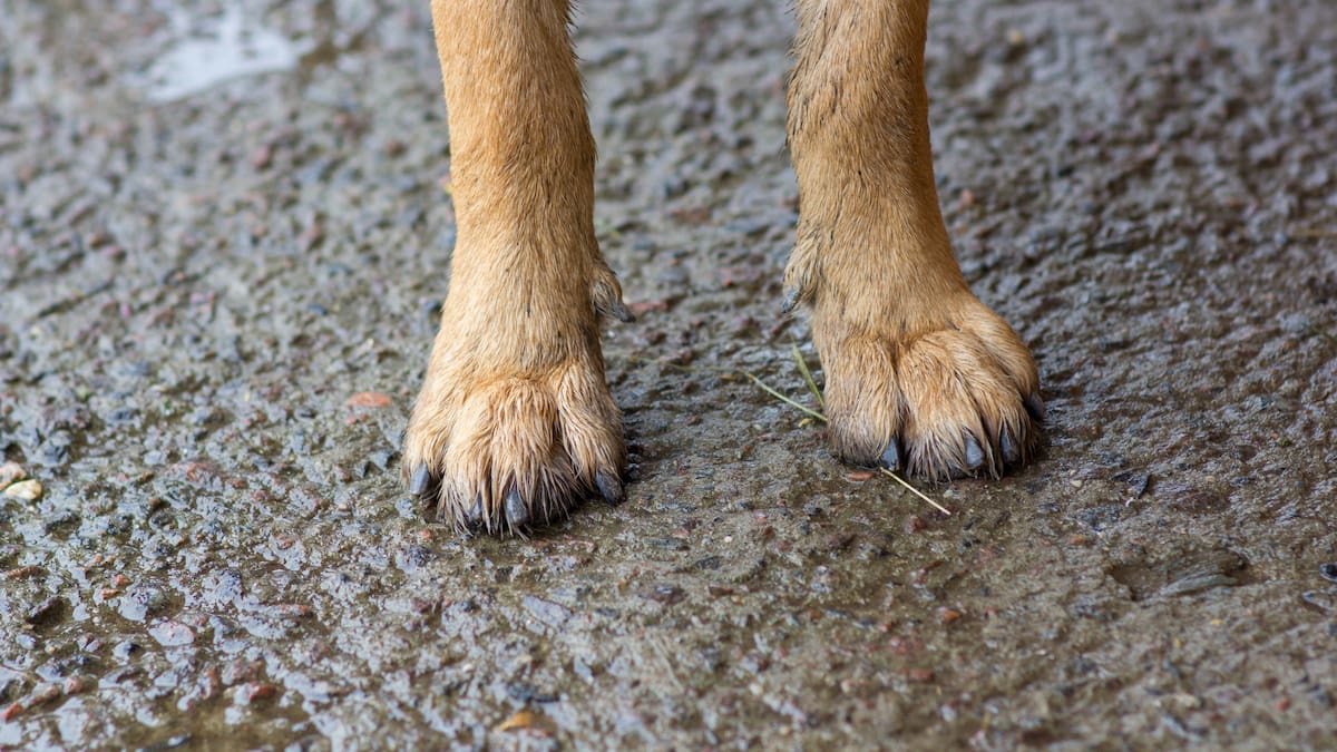 Melissa Tuapawa sentenced in Wellington over dog attack on young girl