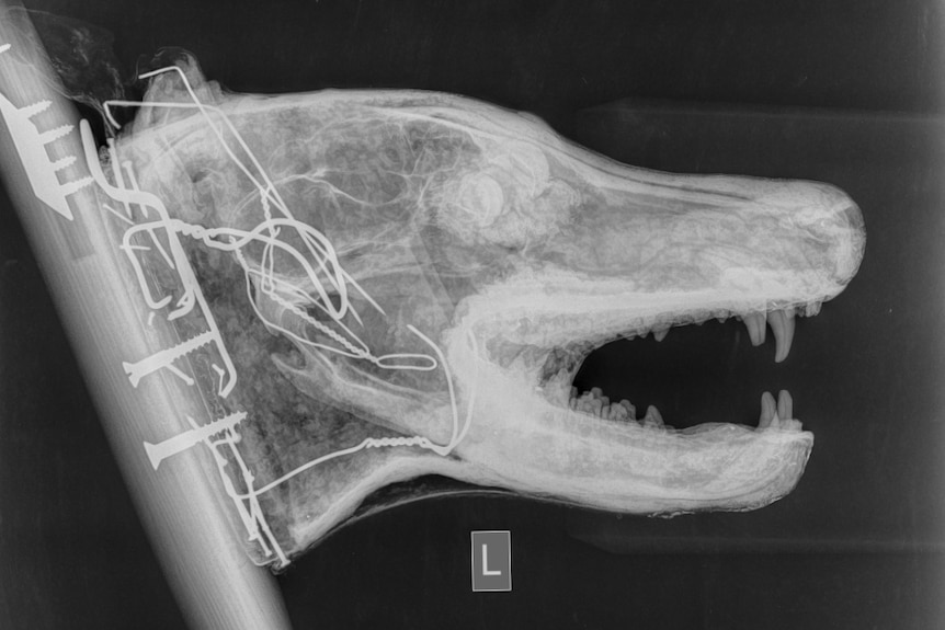 A side-on radiograph cross-section of a mounted thylacine head.