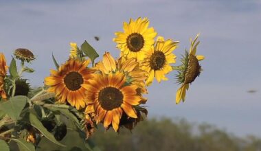 Local woman tries to break stigma around mental health with ‘Field of Hope’ sunflower maze | Lehigh County