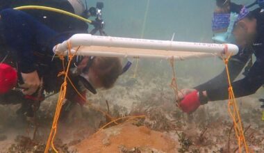 Underwater umbrellas could protect coral reefs from heat damage | National