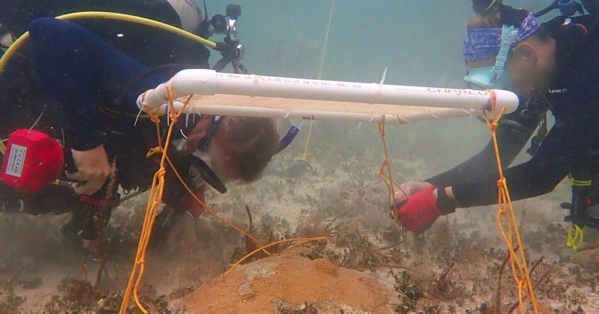 Underwater umbrellas could protect coral reefs from heat damage | National