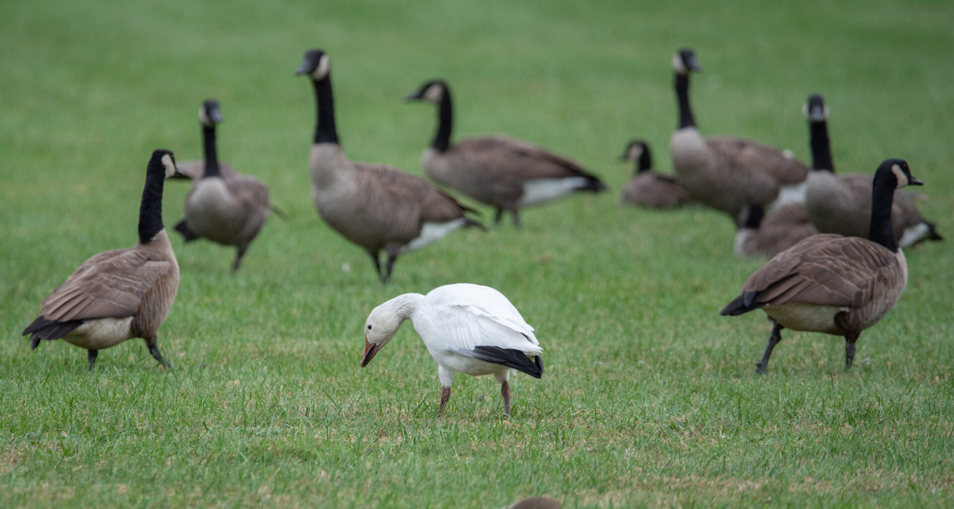 Newswise: How Nature Lovers Can Aid Ecology with an Assist From AI