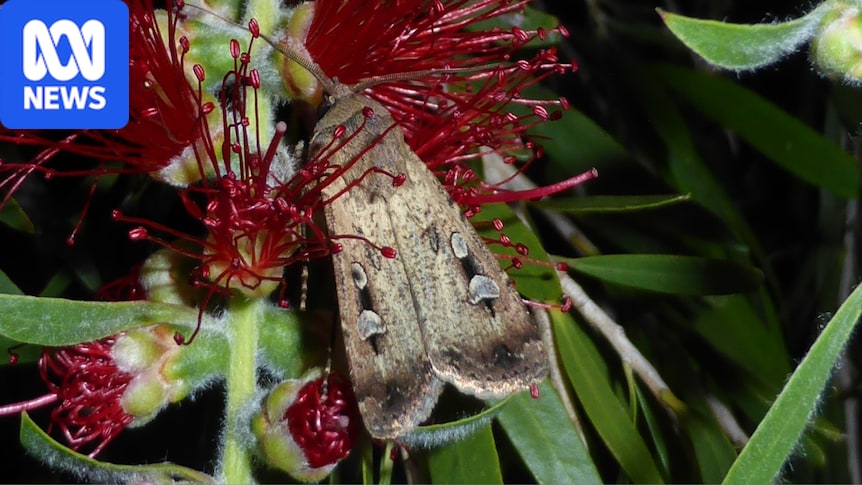 Bogong moths have arrived in Sydney, Canberra and coastal NSW. When will they go?
