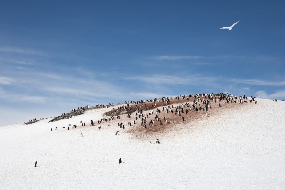 A colony of gentoo penguins on Half Moon island. Antarctica. Credit: kertu_ee