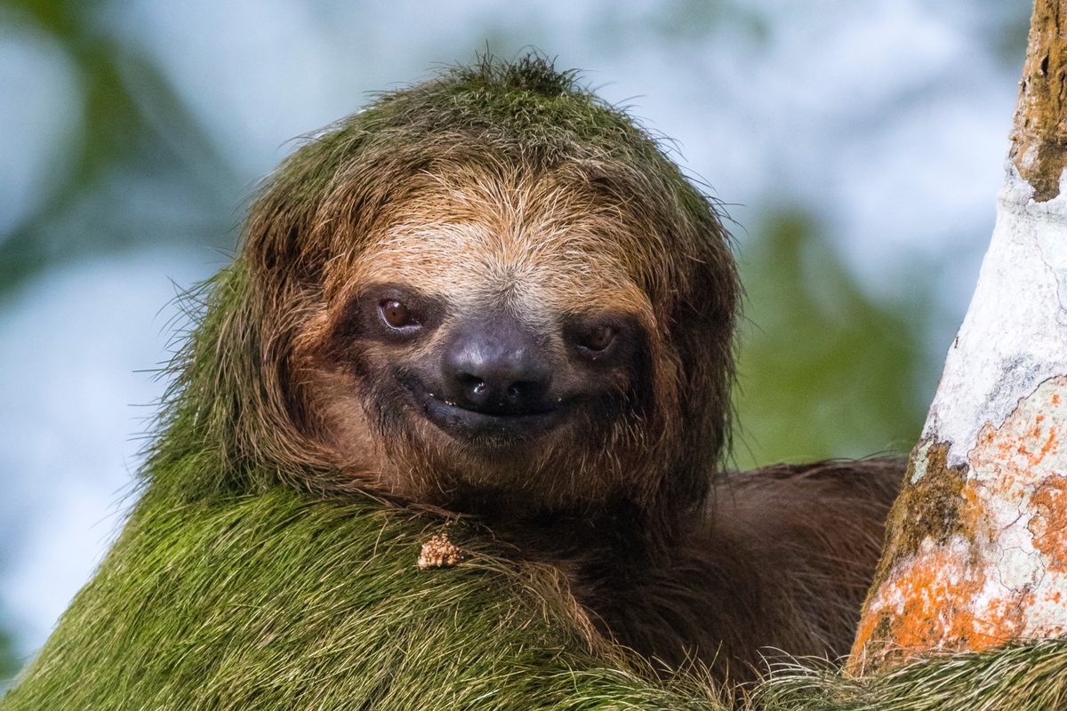 Brown-throated sloth in forest