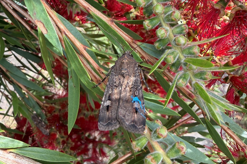 A Bogong moth with a small dot of paint on a tree branch.