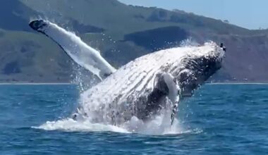 Humpback whale breaches off Waimārama in Hawke’s Bay sighting