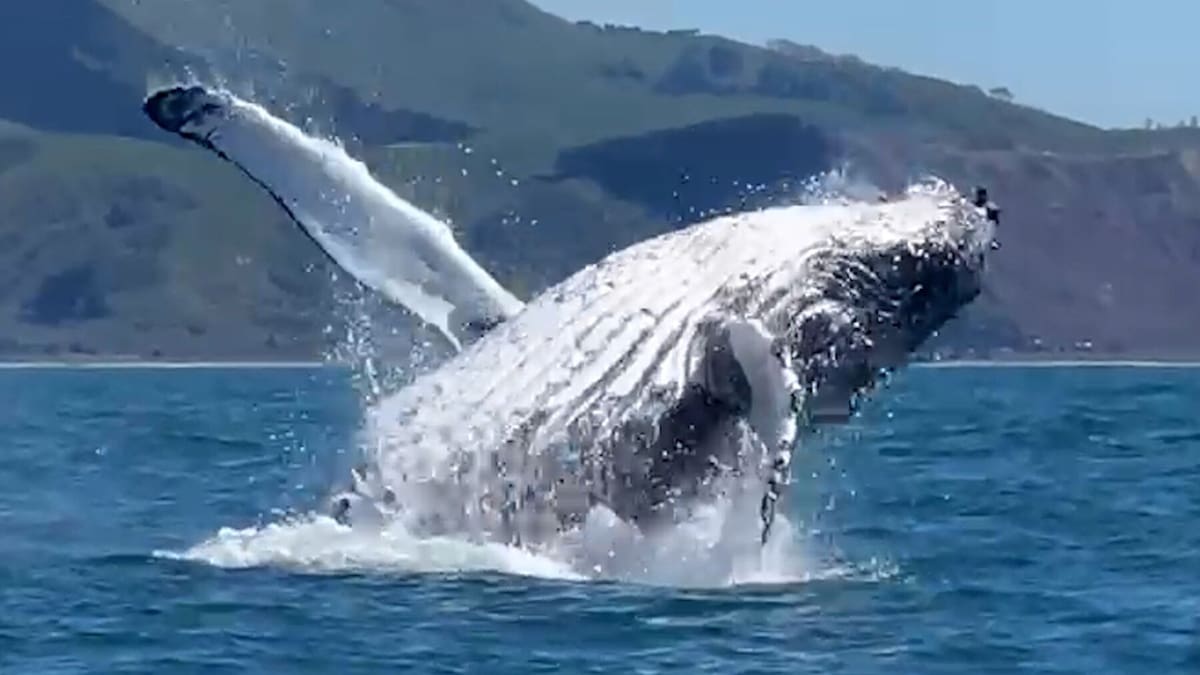 Humpback whale breaches off Waimārama in Hawke’s Bay sighting
