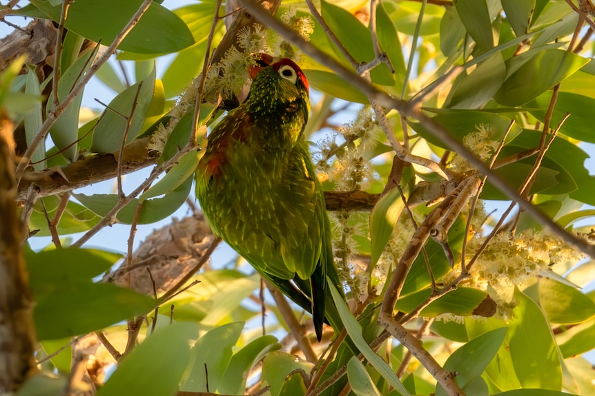 A colourful lorikeet pecking at seeds in a tree, its feathers are green and yellow with orange beak and a red patch on the head.