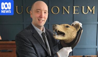 Second thylacine head hits UK auction house just weeks after first rare sale