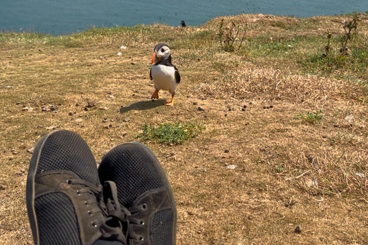 Puffin on Skomer Island