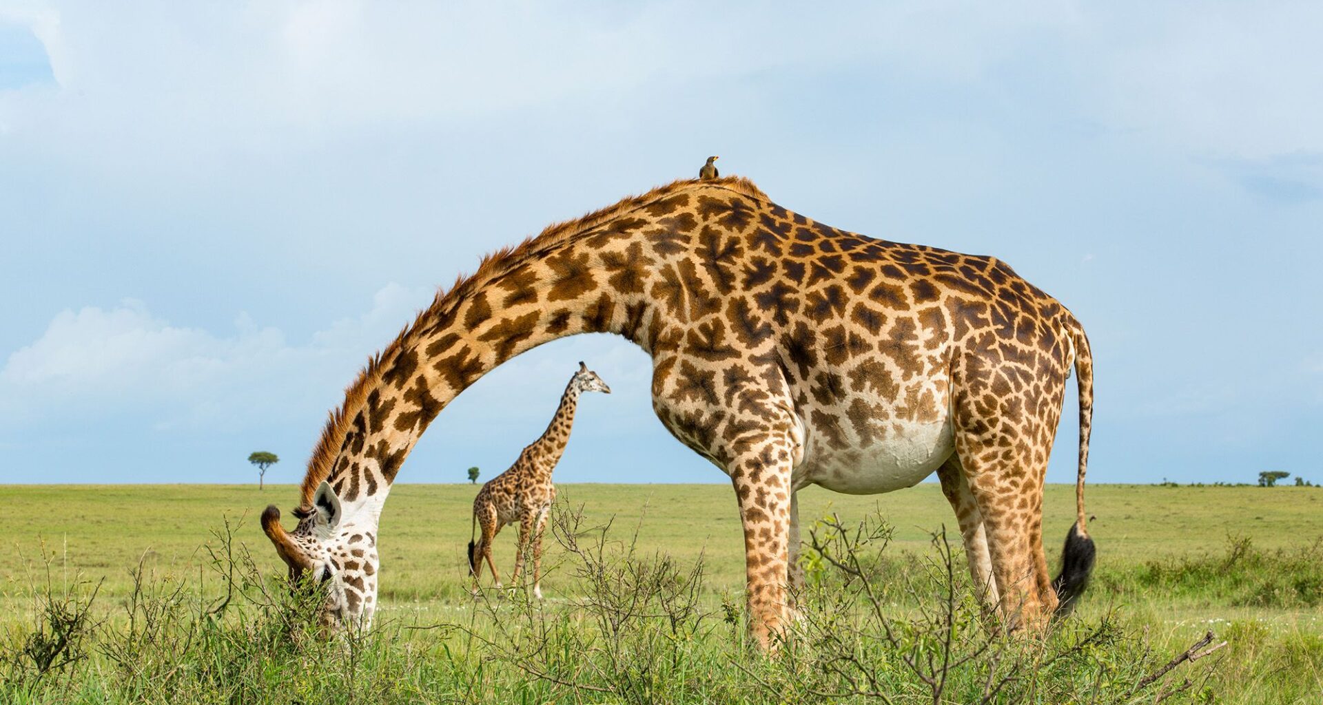 Remembering Giraffes: the latest book in the photo conservation series that has already raised over US$1.6 million is now on sale