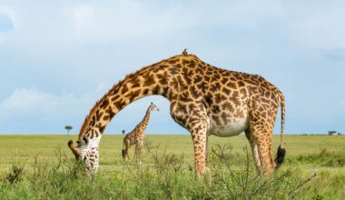 Remembering Giraffes: the latest book in the photo conservation series that has already raised over US$1.6 million is now on sale