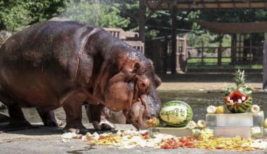 South Korea’s oldest hippo Hasun dies at 46