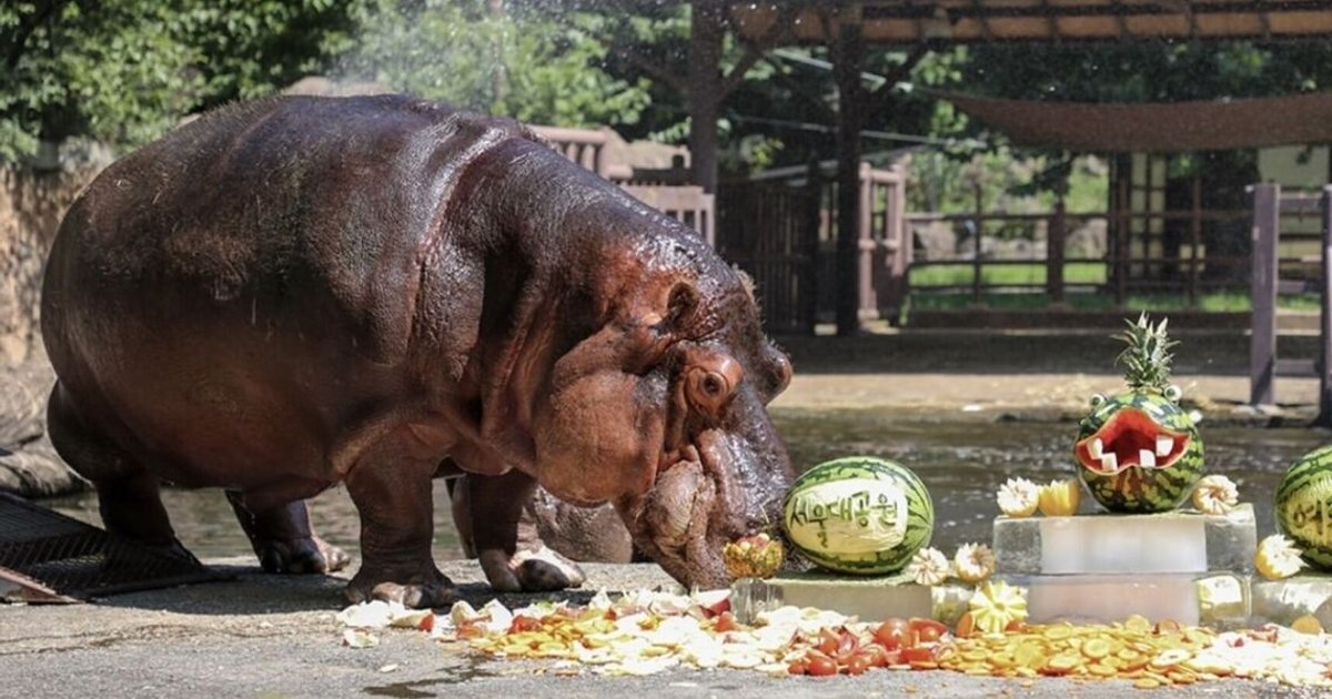 South Korea’s oldest hippo Hasun dies at 46