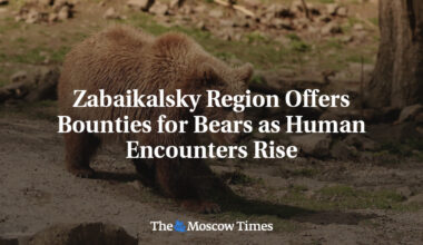 Zabaikalsky Region Offers Bounties for Bears as Human Encounters Rise